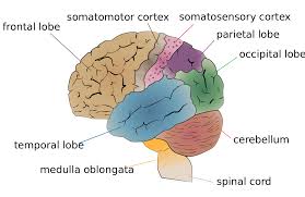 encefalo-sezione-laterale